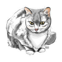 Tabby Cat Ceramic Mug Design