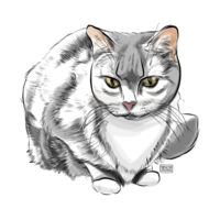 Tabby Cat Ceramic Mug  Design