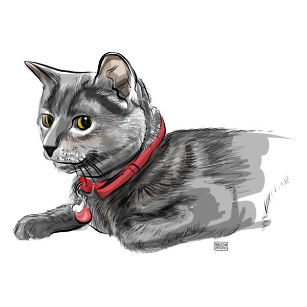 Grey Cat Thumbnail