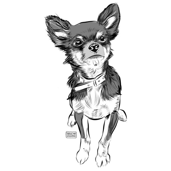 Chihuahua  Thumbnail