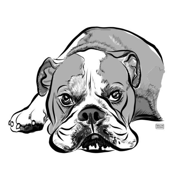 English Bulldog Thumbnail